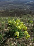 Primula macrocalyx. Цветущее растение. Республика Алтай, Усть-Коксинский р-н, Теректинский хребет, южный каменистый склон горы Алтайка, ≈ 1500 м н.у.м. 28.04.2019.