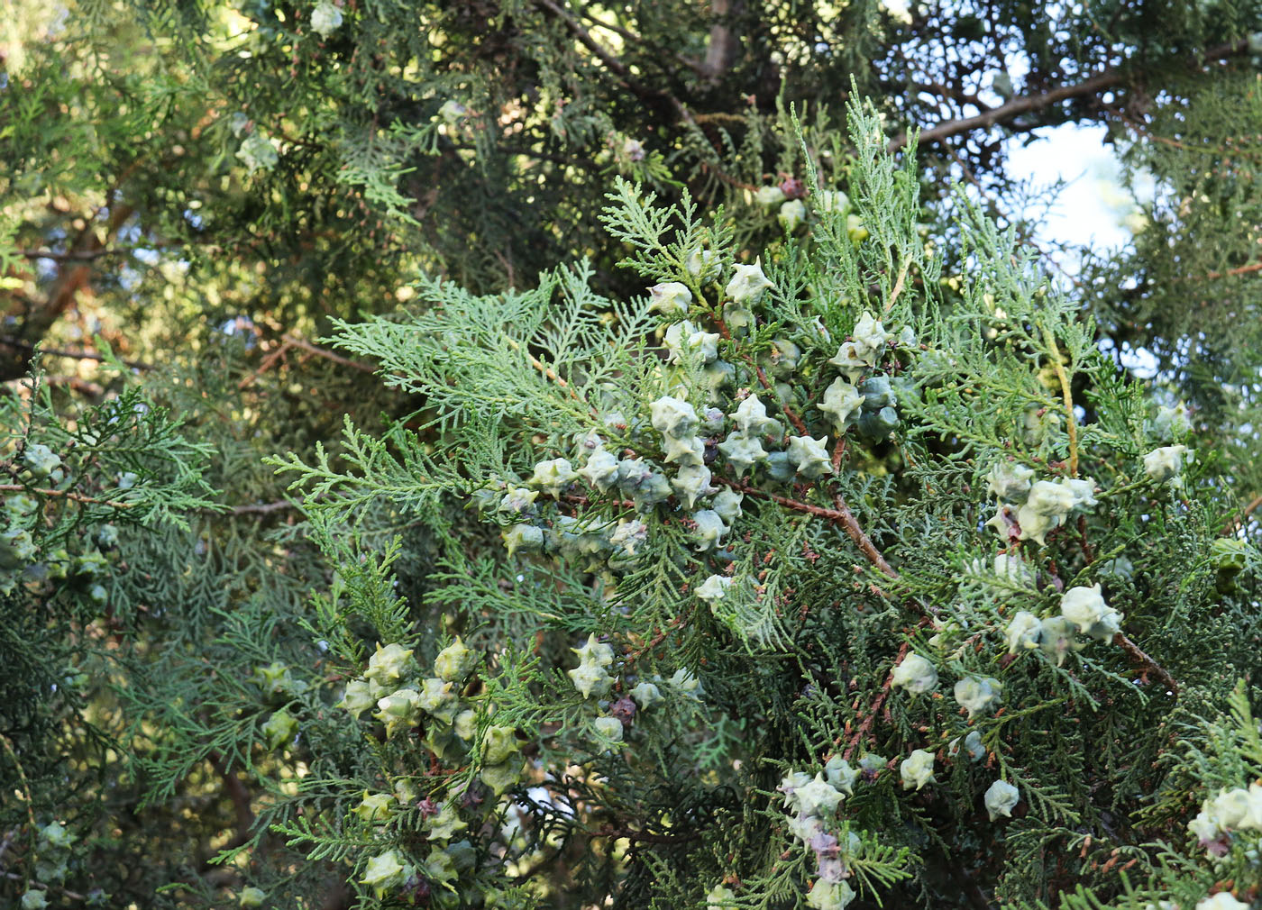 Изображение особи Platycladus orientalis.