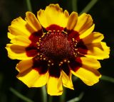 Coreopsis tinctoria