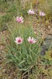 Tragopogon ruber