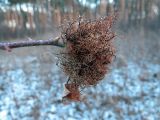 Rosa canina. Верхушка ветви покоящегося растения с галлом розанной орехотворки (Diplolepis rosae). Ульяновск, Заволжский р-н, смешанный лес вблизи биатлонного стадиона. 22.11.2020.