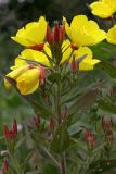 Oenothera pilosella. Верхушка цветущего растения. Белоруссия, Витебская обл., пос. Езерище, в культуре. 20.06.2010.