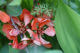 Chaenomeles japonica