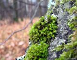 Lewinskya speciosa. Растения со спорогонами на стволе Betula. Тульская обл., окр. пос. Дубна, лиственный лес Просек. 14.10.2005.