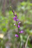 Polygala caucasica