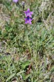 Campanula altaica