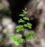 Adiantum capillus-veneris