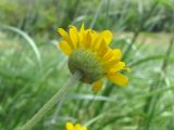 Anthemis tinctoria