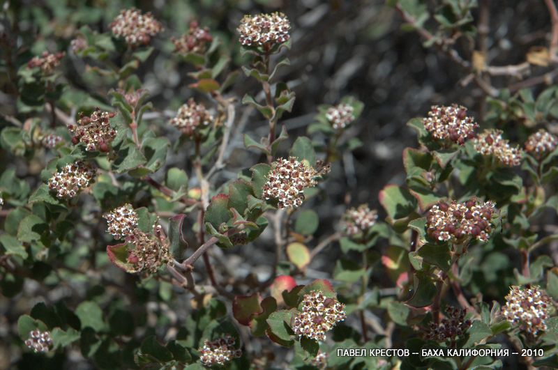 Изображение особи Euphorbia tomentulosa.