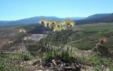 Pulsatilla taurica