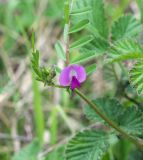 Vicia sativa. Верхушка цветущего растения. Абхазия, Гагрский р-н, окр. с. Лдзаа, разнотравный луг. 11.04.2024.