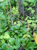 Pyrola rotundifolia. Вегетирующие и плодоносящие растения. Новосибирская обл., Искитимский р-н, окр. пгт Линёво, степная балка \"Титов Лог\", берёзовый лес. 14 августа 2011 г.