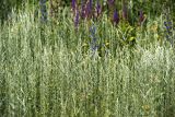 Artemisia austriaca