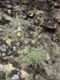 Anthemis marschalliana подвид pectinata. Расцветающее растение. Кабардино-Балкария, Южное Приэльбрусье, ущелье Гара-Баши, ≈ 2400 м н.у.м. 21.06.2012.