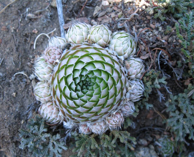 Изображение особи Orostachys spinosa.