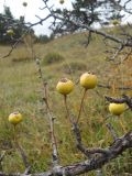 Pyrus elaeagrifolia. Часть ветви с зрелыми плодами. Крым, Ай-Петринская яйла. 23 сентября 2012 г.