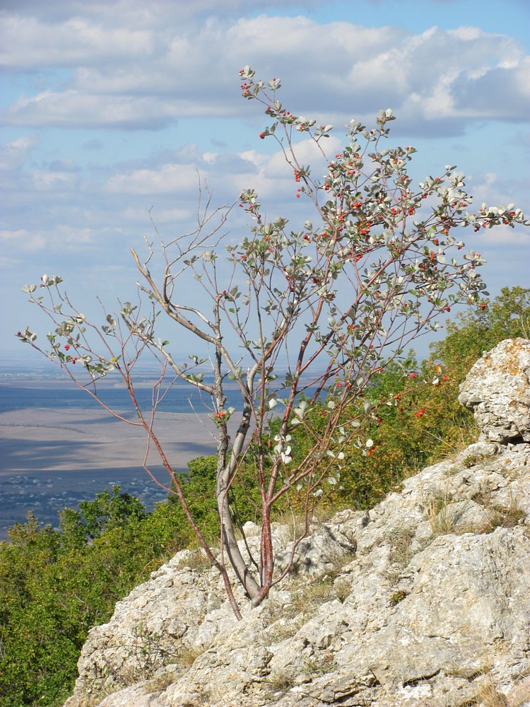 Изображение особи Sorbus taurica.