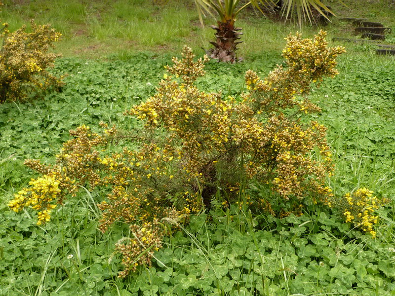 Изображение особи Ulex europaea.