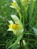 Linaria vulgaris