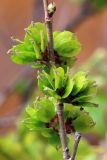 Ulmus pumila. Веточка с завязавшимися плодами. Ростовская обл., Неклиновский р-н, Троицкое с/п, балка. 20.04.2013.