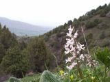 Corydalis glaucescens