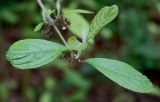 Callicarpa giraldii