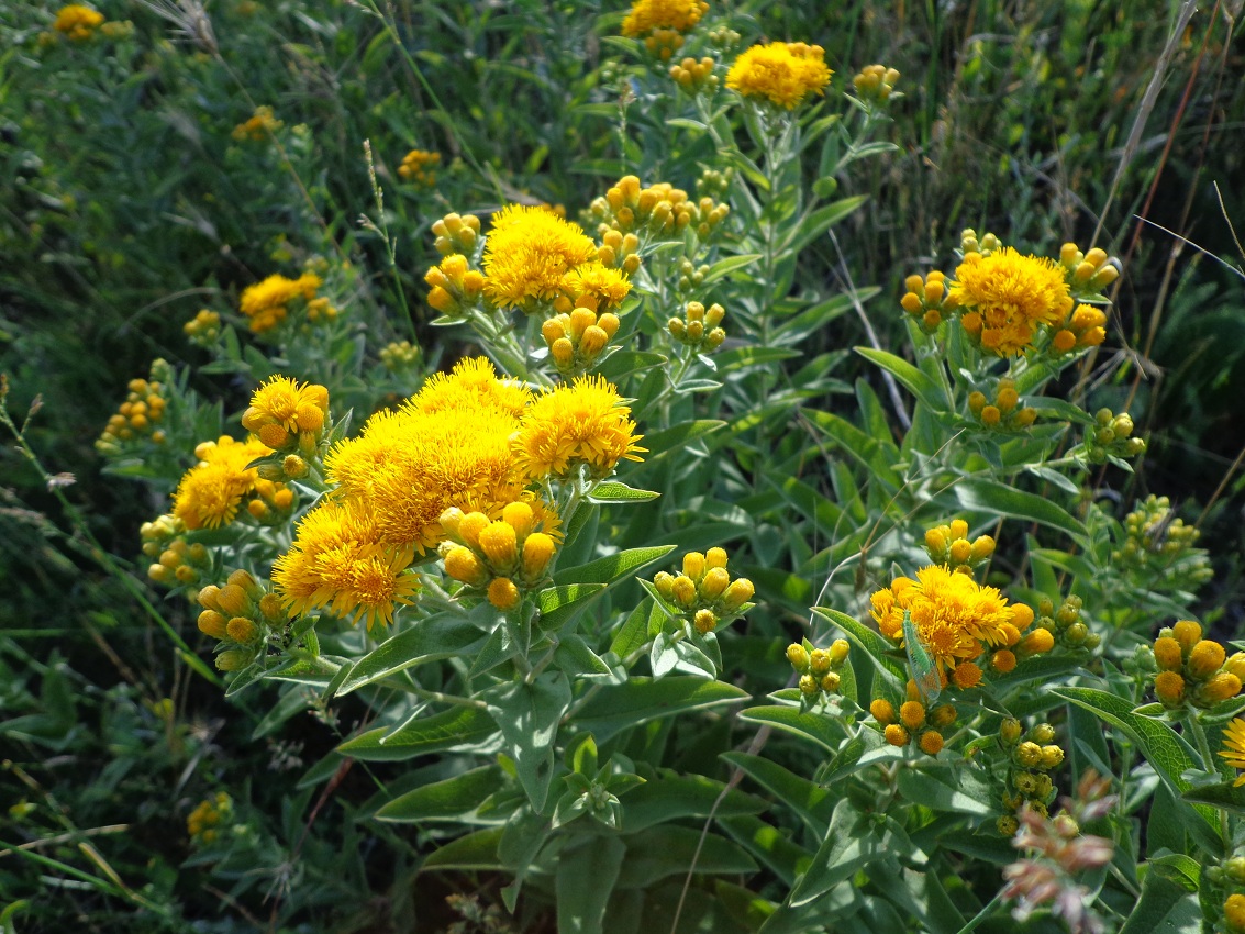 Изображение особи Inula germanica.