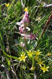 Corydalis ledebouriana. Цветущее растение в сообществе с Gagea vegeta. Южный Казахстан, Таласский Алатау, зап. Аксу-Джабаглы, у дороги к домику Тризны. 12.04.2013.