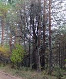 Juniperus communis