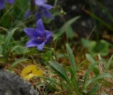 Campanula dasyantha