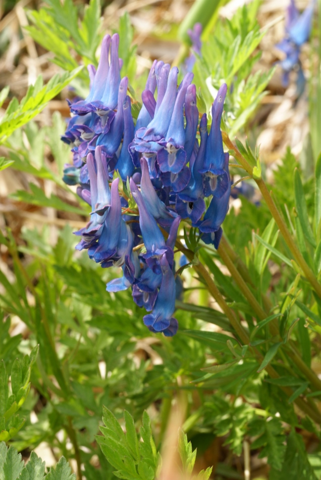 Изображение особи Corydalis turtschaninovii.