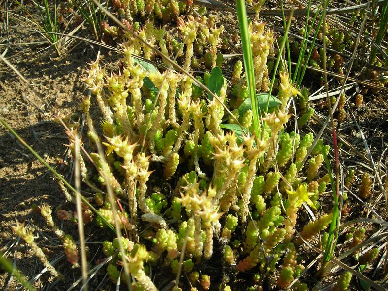 Image of Sedum acre specimen.