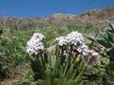 Valeriana chionophila. Верхушка цветущего растения. Цветущее растение. Южный Казахстан, Таласский Алатау, запов. \"Аксу-Джабаглы\", правый край каньона Аксу. 20 апреля 2014 г.