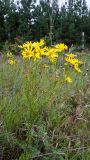 Senecio jacobaea