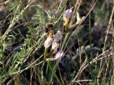 Astragalus stenoceras