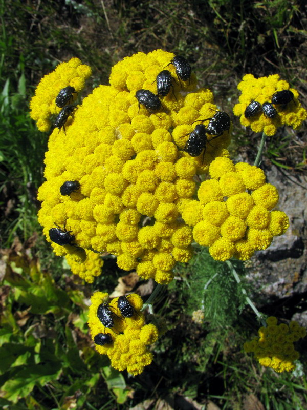 Изображение особи Handelia trichophylla.