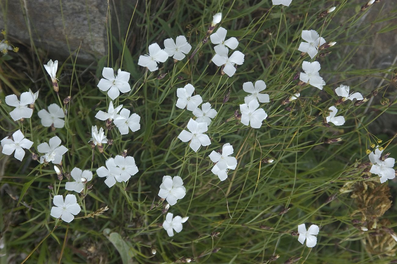 Изображение особи Dianthus cretaceus.