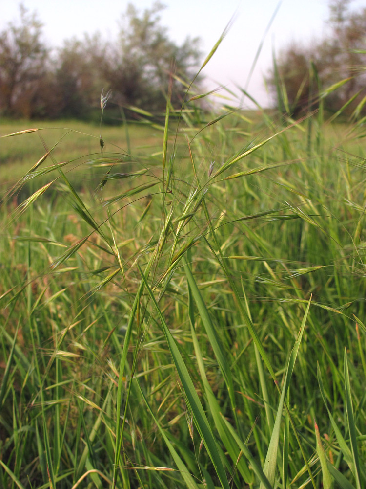 Изображение особи Anisantha sterilis.