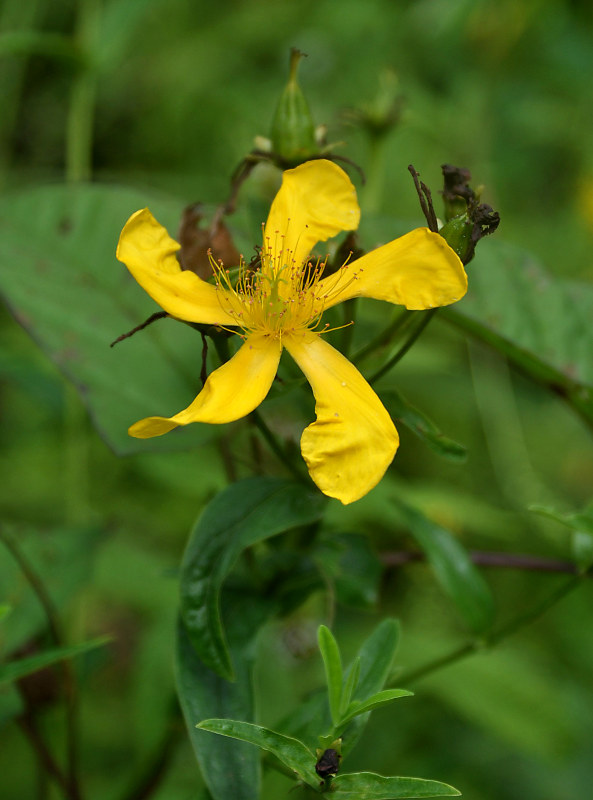 Изображение особи Hypericum gebleri.