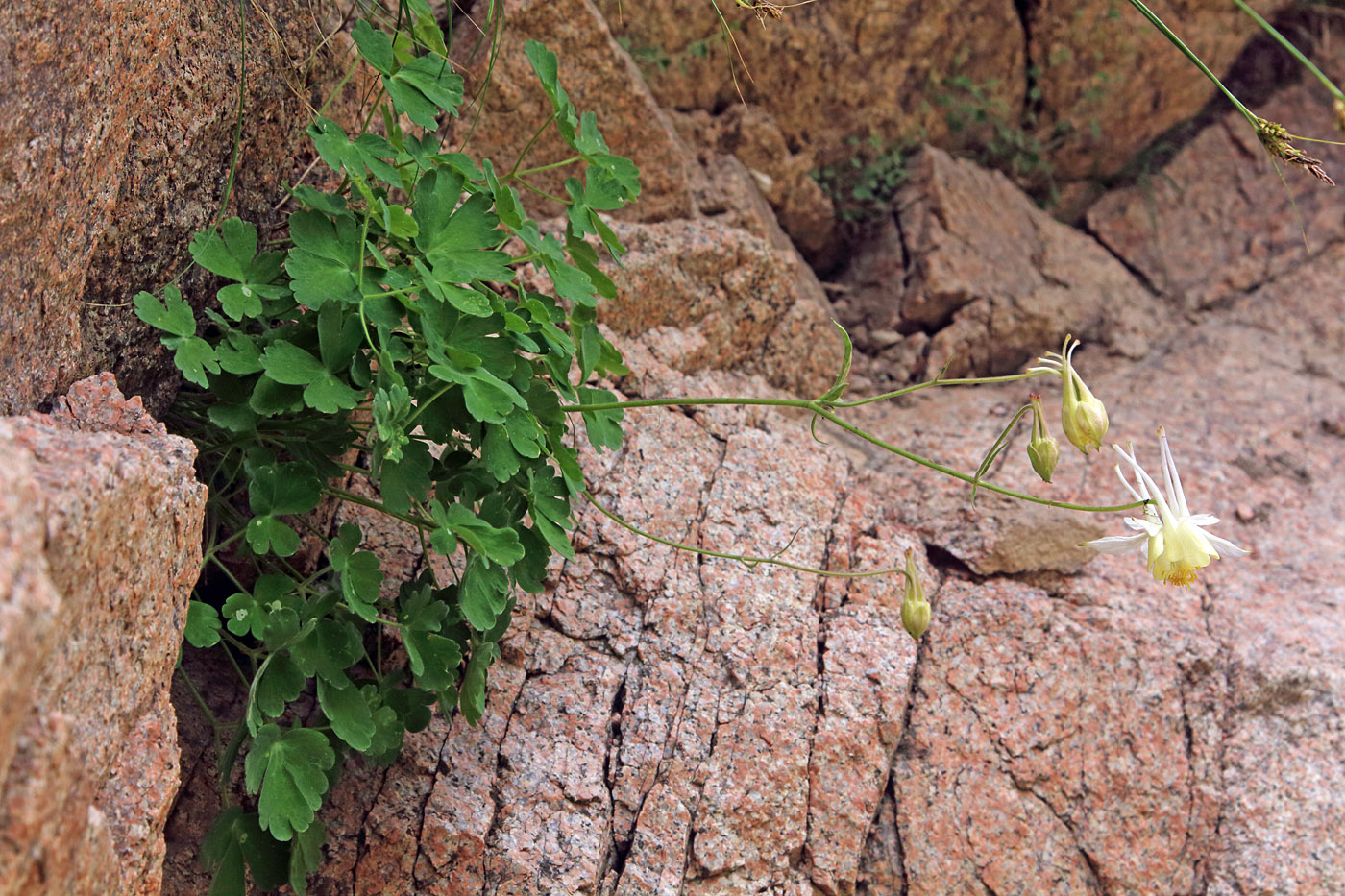 Изображение особи Aquilegia tianschanica.