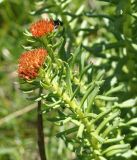 Rhodiola linearifolia. Верхушки побегов с соплодиями. Кыргызстан, Нарынская обл., левый берег р. Нарын, долина руч. Ирису. 12.06.2015.