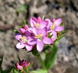 Centaurium erythraea. Соцветие. Ростовская обл., Усть-Донецкий р-н, заказник \"Нижне-Кундрюченский\", окр. станицы Нижнекундрюченская, опушка аренного леса. 07.06.2015.