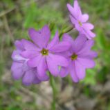 Primula cortusoides