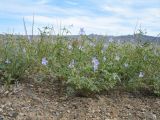 Erodium oxyrhynchum