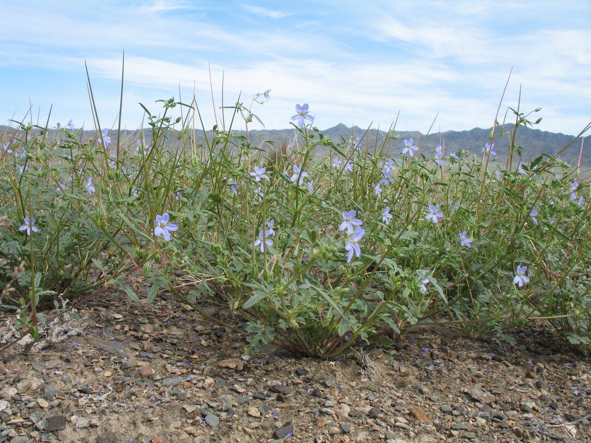 Изображение особи Erodium oxyrhynchum.