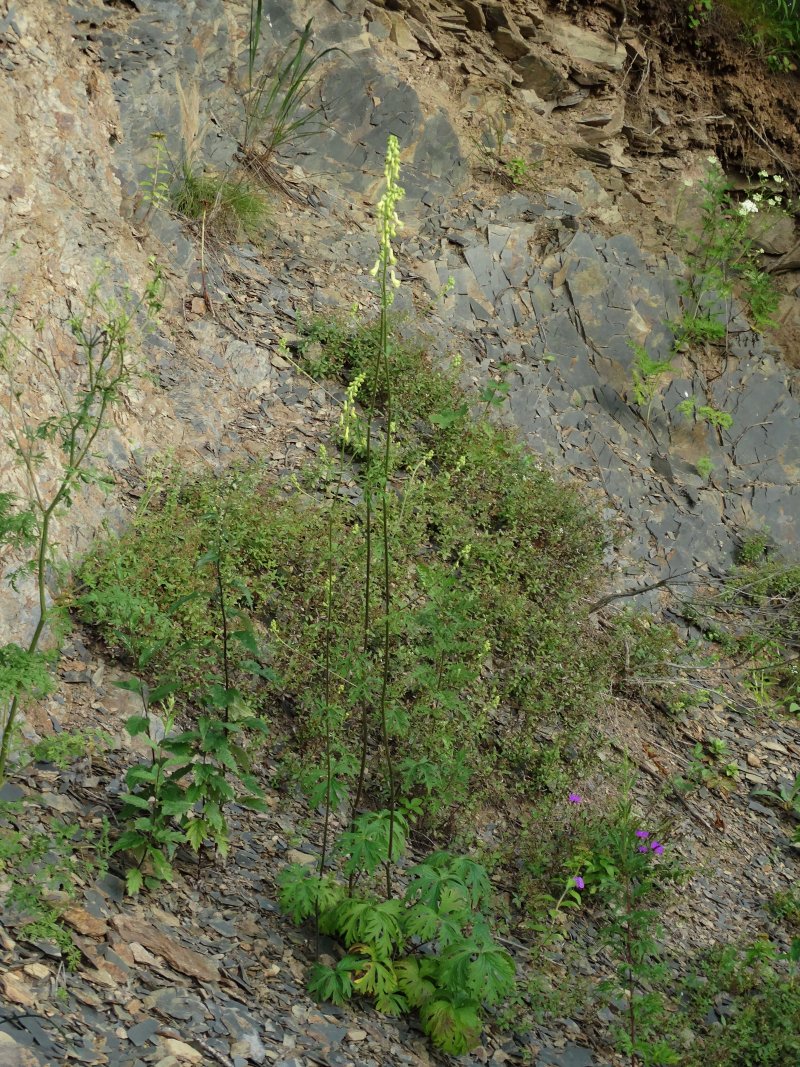 Изображение особи Aconitum kirinense.