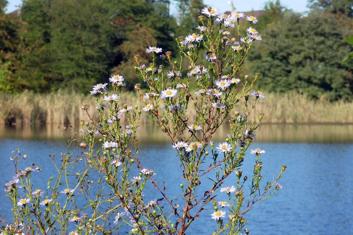 Image of Symphyotrichum &times; versicolor specimen.