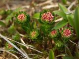 Rhodiola stephanii