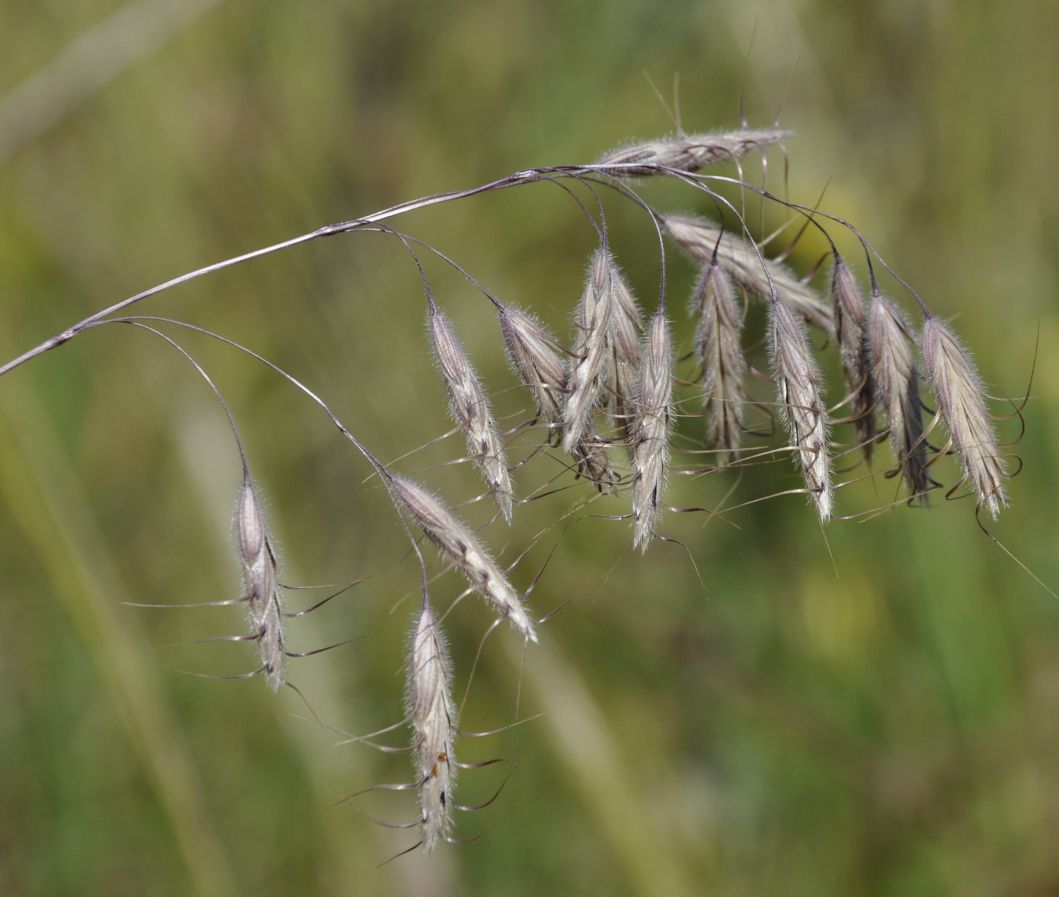 Изображение особи Bromus anatolicus.