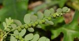 Phyllanthus amarus. Побег с бутонами, цветком и созревающими плодами (вид с абаксиальной стороны листьев). Таиланд, о-в Пхукет, курорт Карон, полоса зелёных насаждений вдоль пляжа. 18.01.2017.